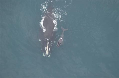 north atlantic right whale calf